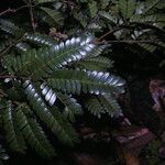 Zygia racemosa Leaf