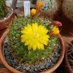 Matucana aureiflora موطن