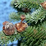 Abies lasiocarpa Квітка