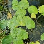 Nymphoides peltata Blad