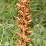 Orobanche bartlingii Elinympäristö