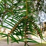 Torreya californica Folha