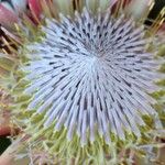 Protea cynaroides Õis