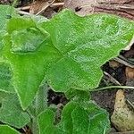 Bryonia dioica Leaf