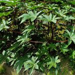 Ricinus communis Fuelha