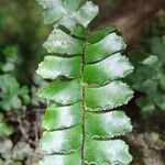 Adiantum vogelii Blatt