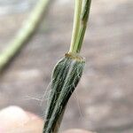 Dichanthium aristatum List