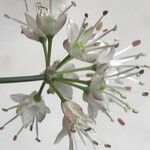 Allium ericetorum Virág