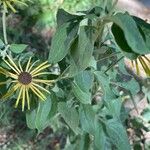 Rudbeckia subtomentosa Frunză