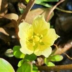 Ludwigia adscendens Blüte