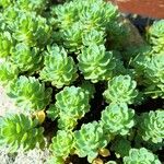 Rhodiola pachyclados Φύλλο