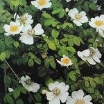 Rosa arvensis Virág