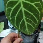 Anthurium crystallinum List