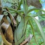 Tillandsia paucifolia Frunză