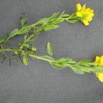 Genista hispanica Fuelha