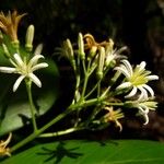 Erithalis odorifera Цветок
