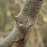 Capparis sepiaria Bark