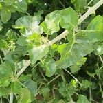 Solanum arundo Leaf