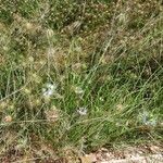 Nigella arvensis Hábitos