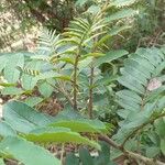 Zanthoxylum rhoifolium अन्य