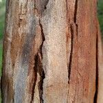 Eucalyptus leucoxylon Bark