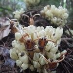 Oxera subverticillata Blüte