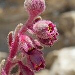 Saxifraga media Floare