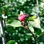 Amelanchier utahensis Fruit