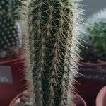 Pilosocereus chrysostele Hoja