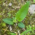 Viola sagittata Levél