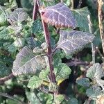 Teucrium flavum ഇല