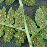 Dryopteris carthusiana برگ