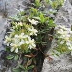 Potentilla caulescens 花