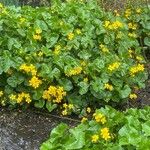 Caltha palustris Staniste