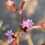 Valeriana calcitrapae Blomst