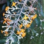 Buddleja madagascariensis Blüte