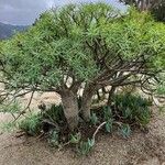 Euphorbia balsamifera Leaf