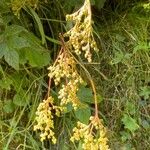 Filipendula ulmaria Fruit