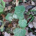 Geum urbanumFolla