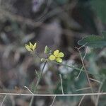 Brassica fruticulosa Fleur