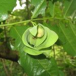 Mkilua fragrans Flower