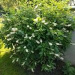 Clethra alnifolia Листок