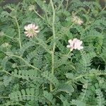 Coronilla viminalis Buveinė