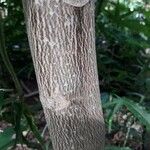 Cnidoscolus aconitifolius Rinde