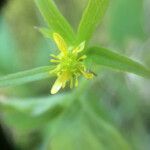 Ranunculus uncinatus Flor