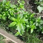 Mentha spicata Leaf