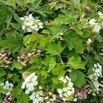 Hydrangea quercifolia Хабит