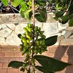 Catha edulis Φρούτο