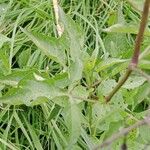 Solanum dulcamara Foglia