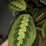 Maranta leuconeuraBlatt